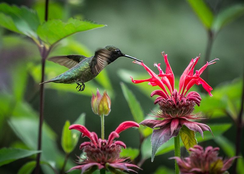 Insects Supply The Protein Hummingbirds Also Need Insects Supply The Protein Hummingbirds Also Need
