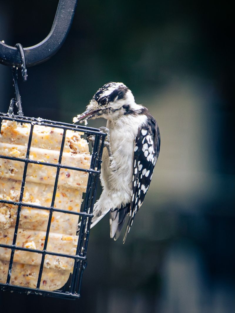 Insects Vanish And Feeders Take Over Insects Vanish And Feeders Take Over