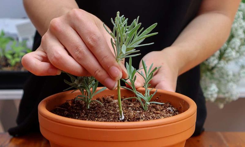 Insert the Cuttings and Monitor Moisture
