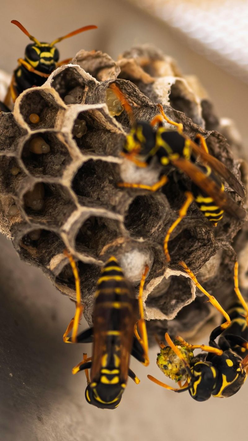 Inside The Colony's Final Growth Spurt Inside The Colony's Final Growth Spurt