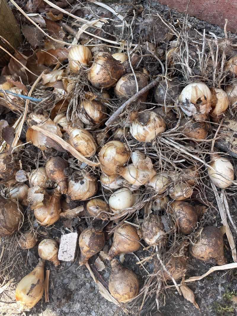 Inside The Dutch Harvest Schedule That Shapes Supply