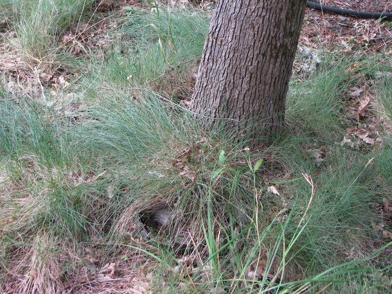 Inspect Around Tree Roots And Stumps