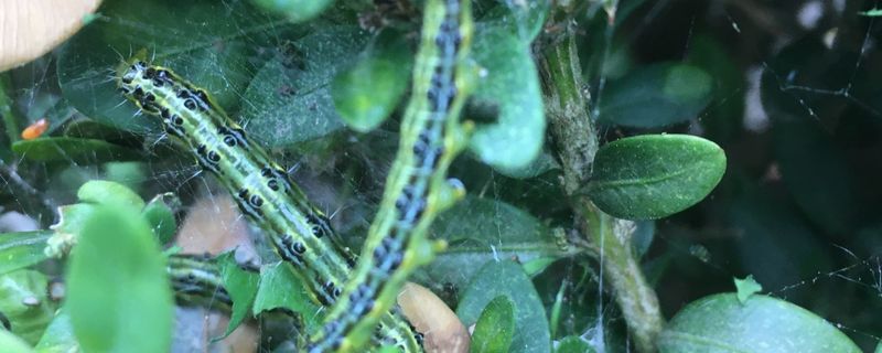 Inspect Every Boxwood For Box Tree Moth Before Pruning Inspect Every Boxwood For Box Tree Moth Before Pruning