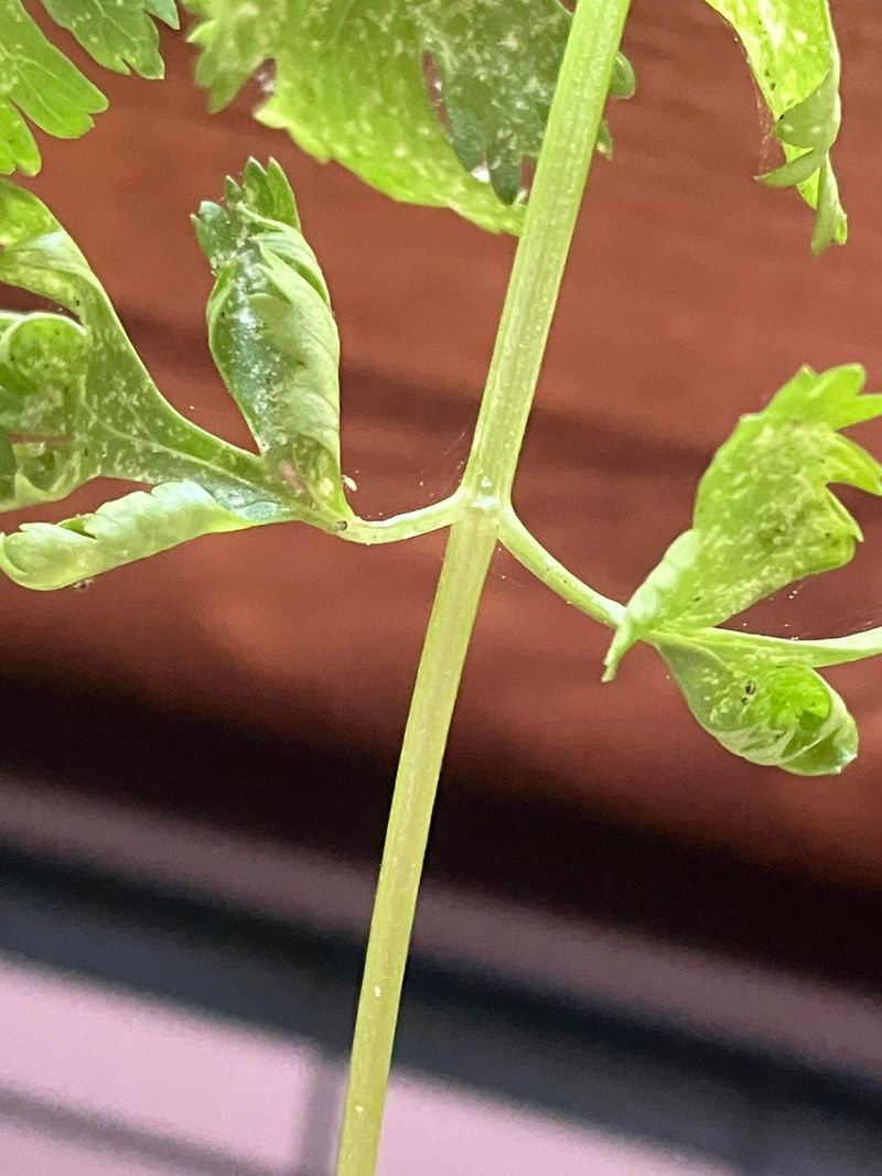 Inspect Every Cutting Before Bringing It Inside