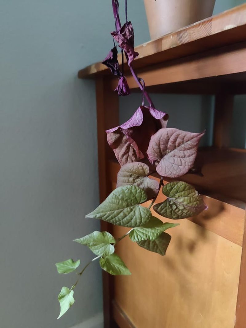 Inspect Every Plant For Pests And Hitchhikers Inspect Every Plant For Pests And Hitchhikers