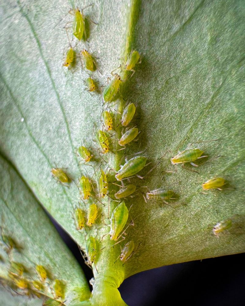 Inspect For Pests Before Bringing Them Inside