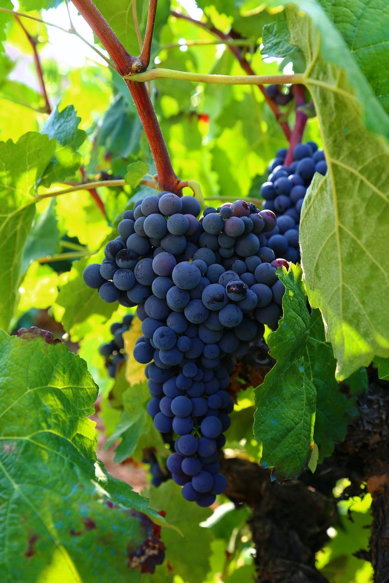 Inspect Grape Vines For Late Season Problems And Damage
