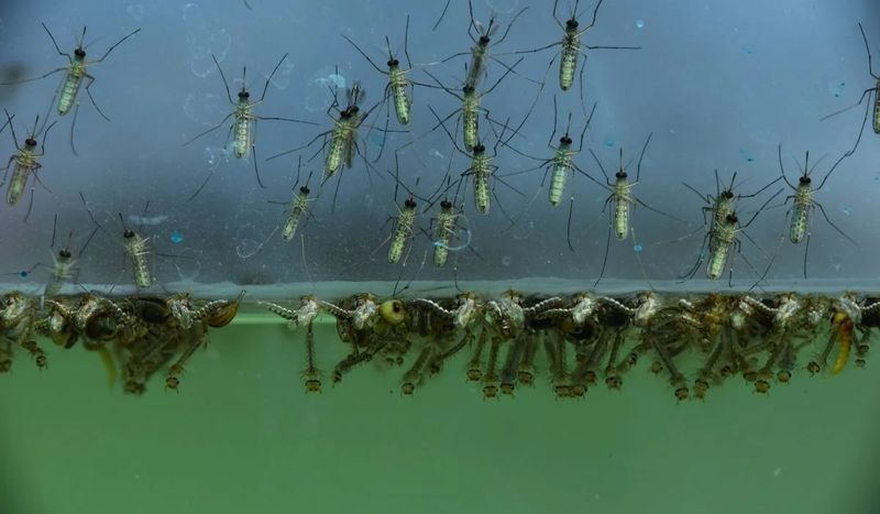 Inspect Gutters Regularly Before Mosquitoes Complete The Cycle