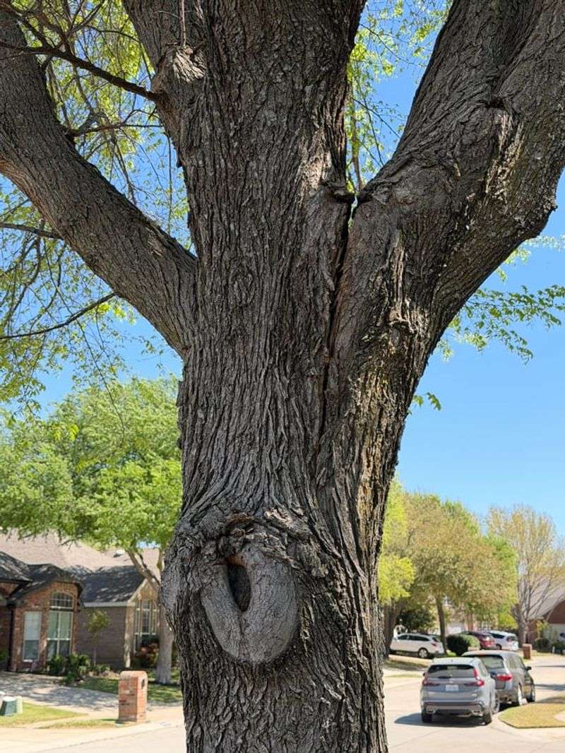 Inspect Large Trees For Weak Limbs And Cracks Inspect Large Trees For Weak Limbs And Cracks