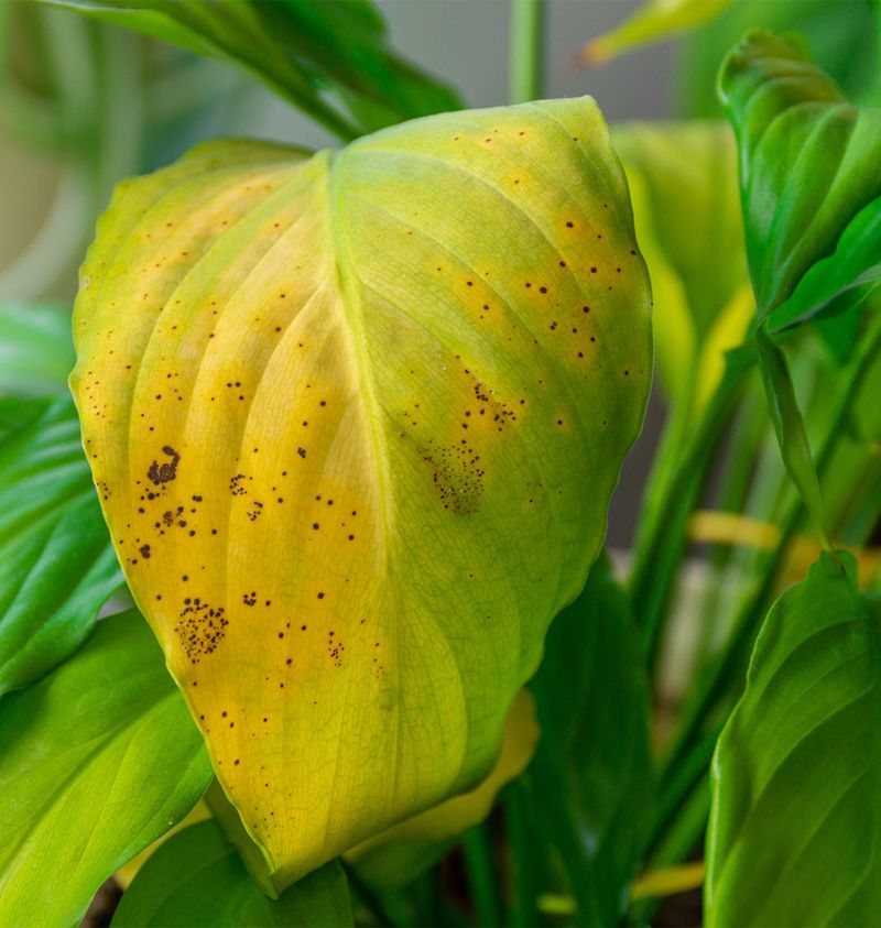 Inspect Leaves And Soil For Pests Before Bringing Plants Indoors