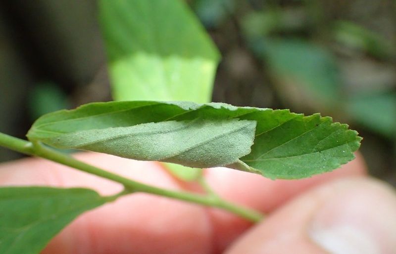 Inspect Leaves And Stems For Hidden Pests Inspect Leaves And Stems For Hidden Pests