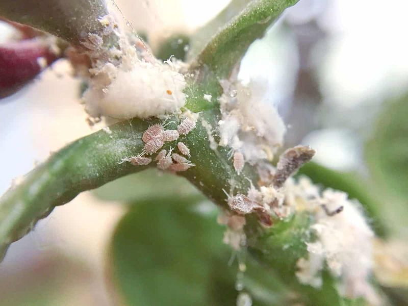 Inspect Leaves And Stems For Hidden Pests