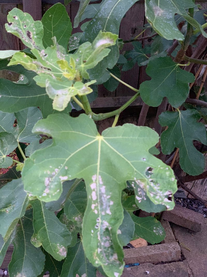 Inspect Leaves Before Assuming It Is Dormancy Inspect Leaves Before Assuming It Is Dormancy
