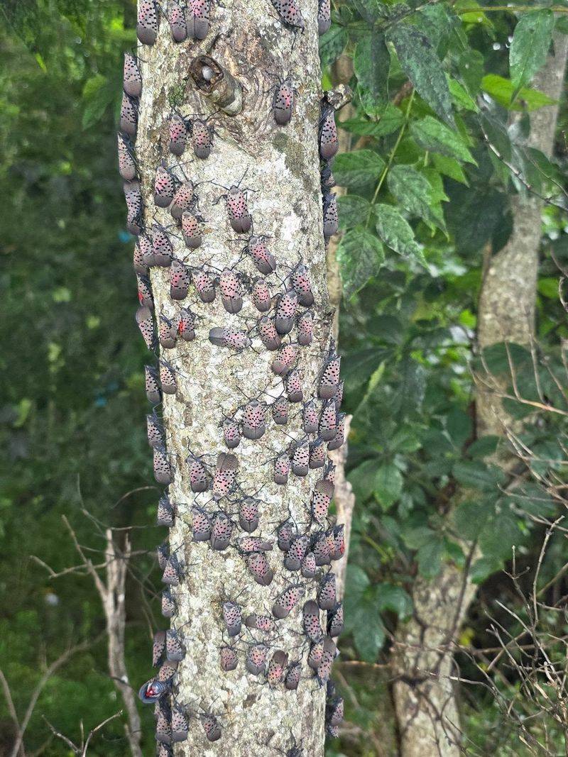 Inspect Nearby Trees And Shrubs Carefully