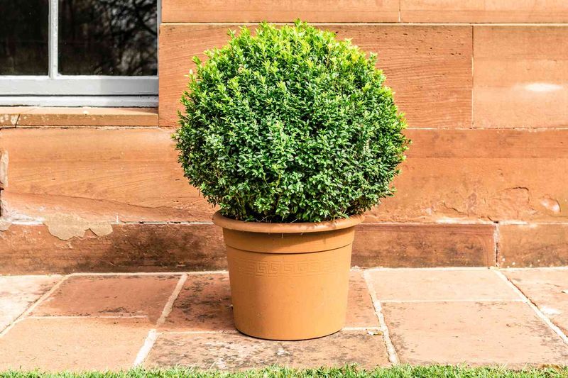 Inspect New Boxwood Purchases Carefully Inspect New Boxwood Purchases Carefully