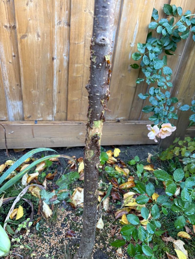 Inspect Older Branches For Weak Or Damaged Growth