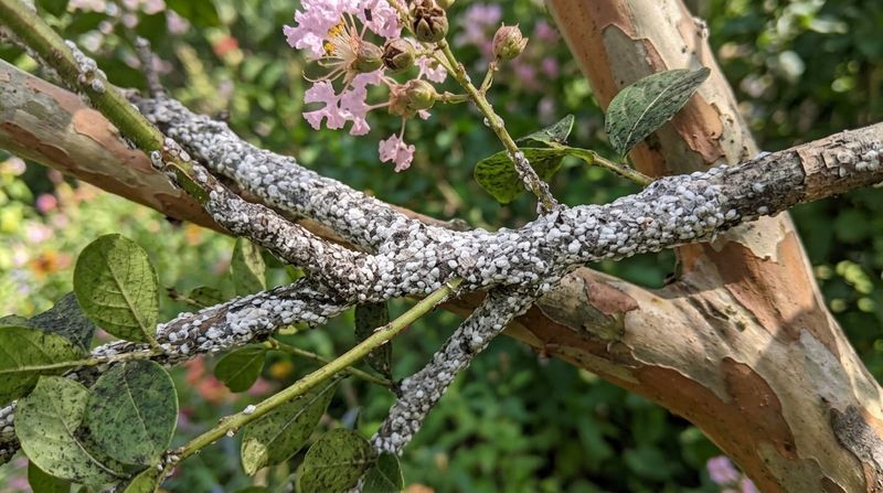 Inspect Pruning Wounds Where Scale Can Gather Inspect Pruning Wounds Where Scale Can Gather