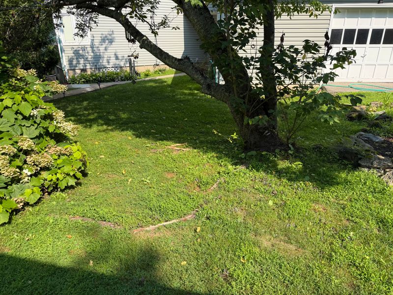 Inspect Roots Where Soil Has Shifted