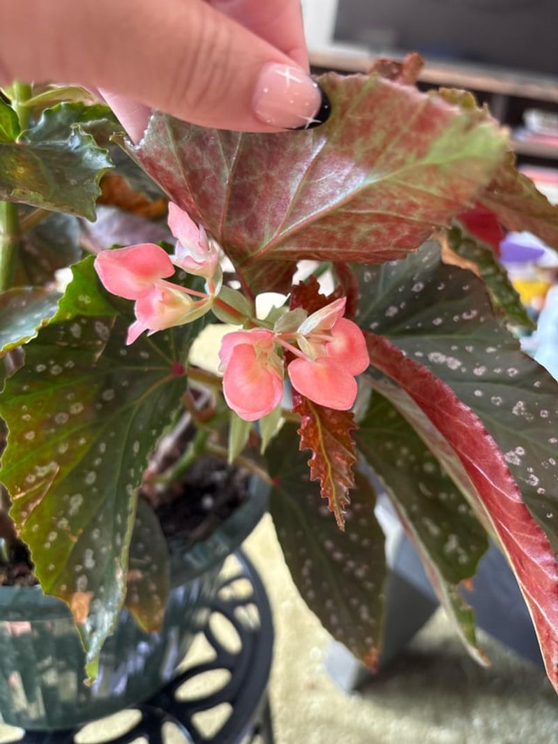 Inspect Stems, Leaf Joints, And Leaf Undersides