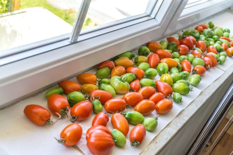 Inspect Stored Tomatoes as They Change Color Inspect Stored Tomatoes as They Change Color