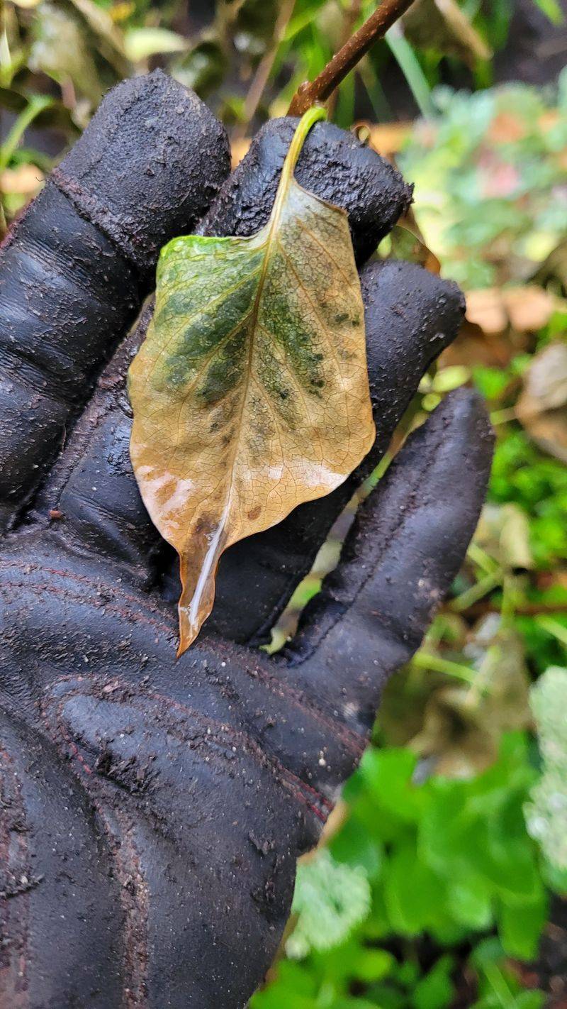 Inspect The Shrub For Pests Before Cold Weather Arrives Inspect The Shrub For Pests Before Cold Weather Arrives