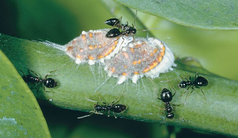 Inspect Under Leaves For Pests