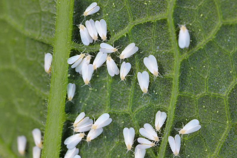 Inspect and Treat for Pests