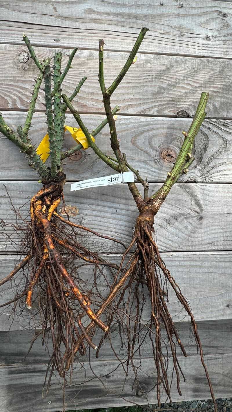 Inspect the dormant plant before bringing it home Inspect the dormant plant before bringing it home