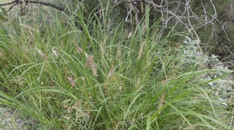 Inspect vegetation and wildlife-friendly pockets Inspect vegetation and wildlife-friendly pockets