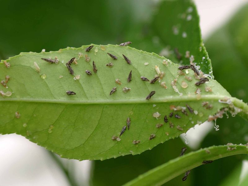 Inspecting Florida Citrus Trees For Pests Before Cold Season