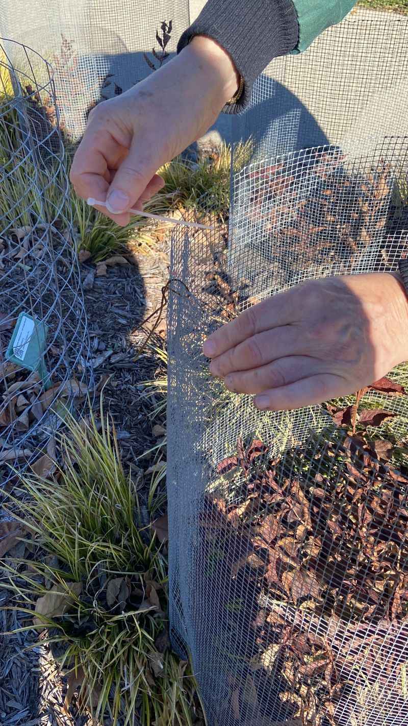 Install Wisconsin tree guards without creating new hazards