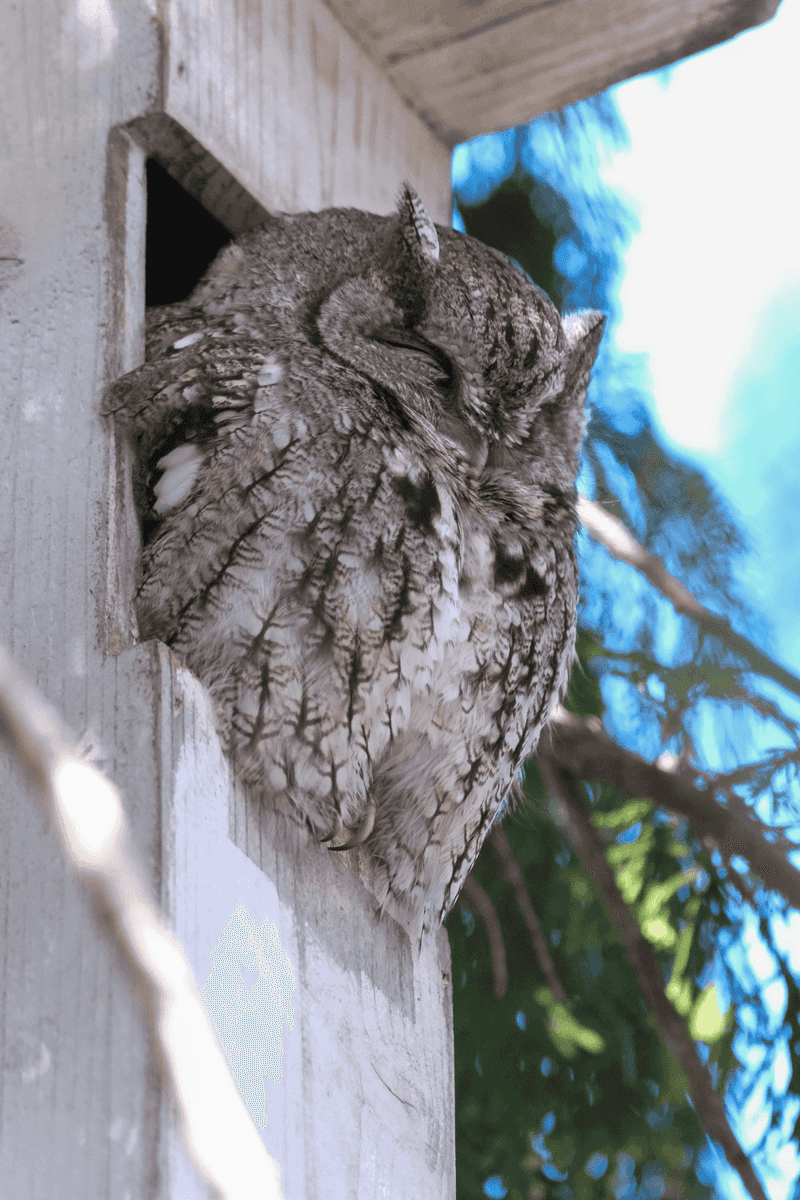 Install a Species-Appropriate Owl Box for Arizona Conditions