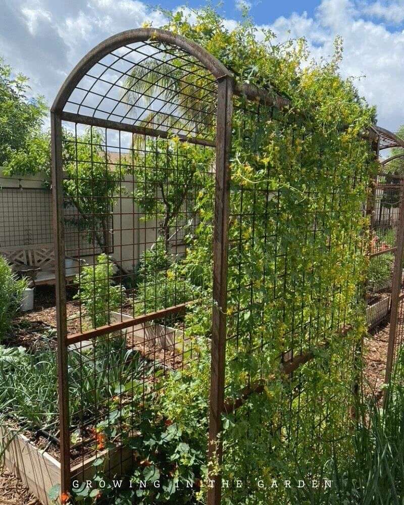 Install the climbing structure before planting