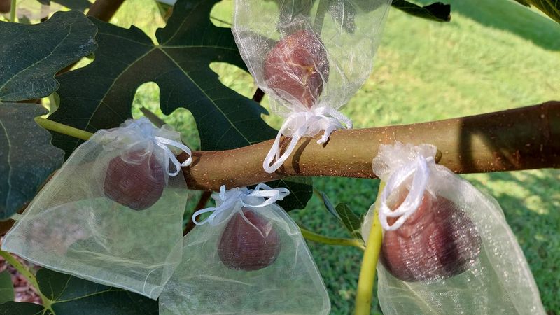 Install the cover before the fig fully ripens Install the cover before the fig fully ripens