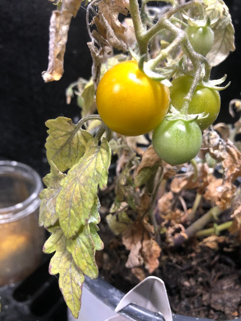 Interior Foliage Often Hides Early Signs