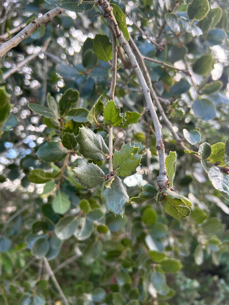 Interior Live Oak Prefers An Early Fall Start Interior Live Oak Prefers An Early Fall Start