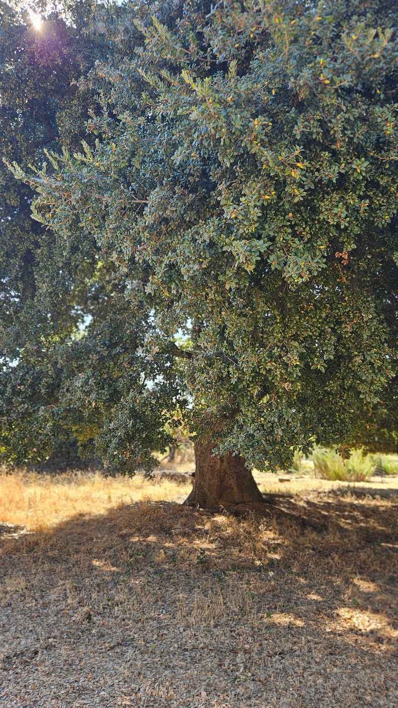 Interior Live Oak