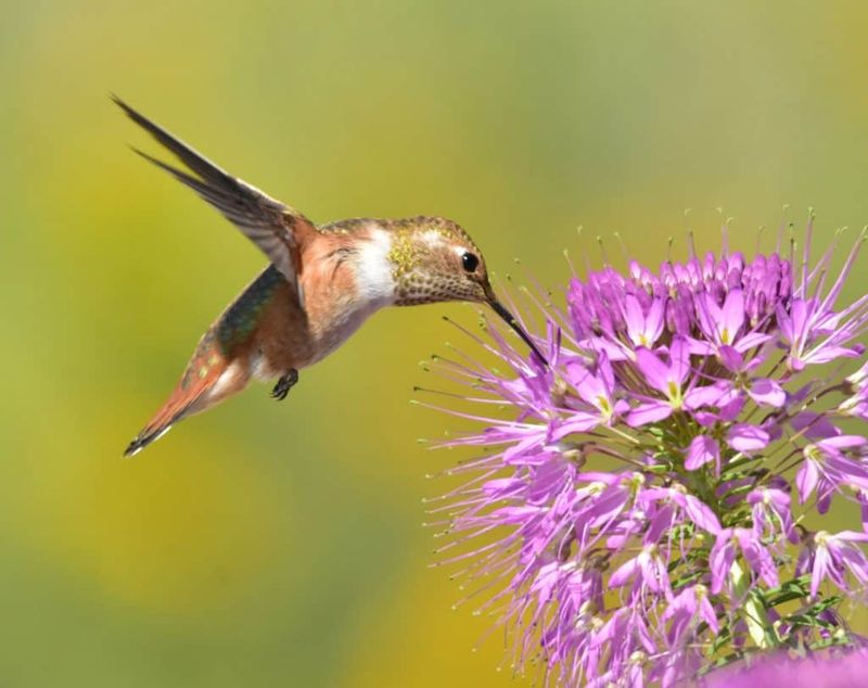 Interpret Changing Arizona Hummingbird Activity Carefully