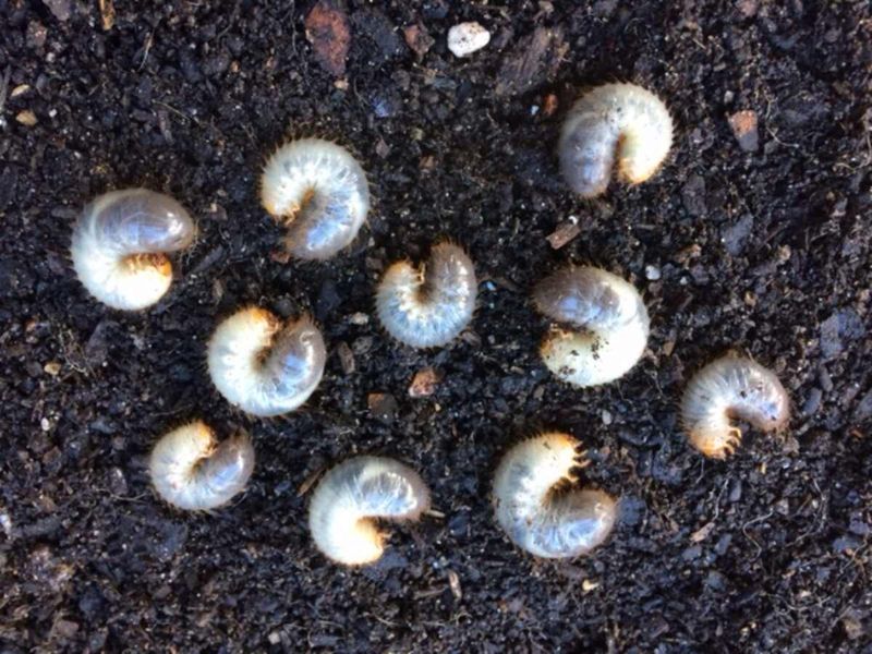 Interpret Wisconsin grub counts without an automatic treatment rule