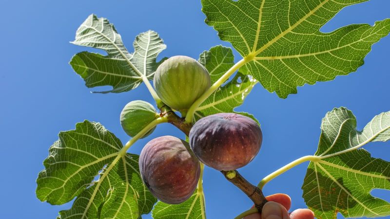 Interpret harvest results with realistic expectations Interpret harvest results with realistic expectations