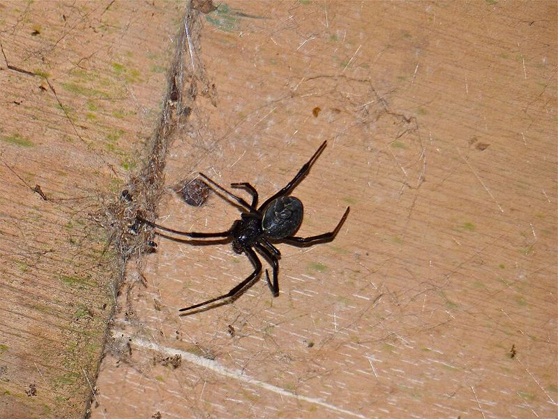 Introducing The Brown Widow, A Quieter Relative Moving In
