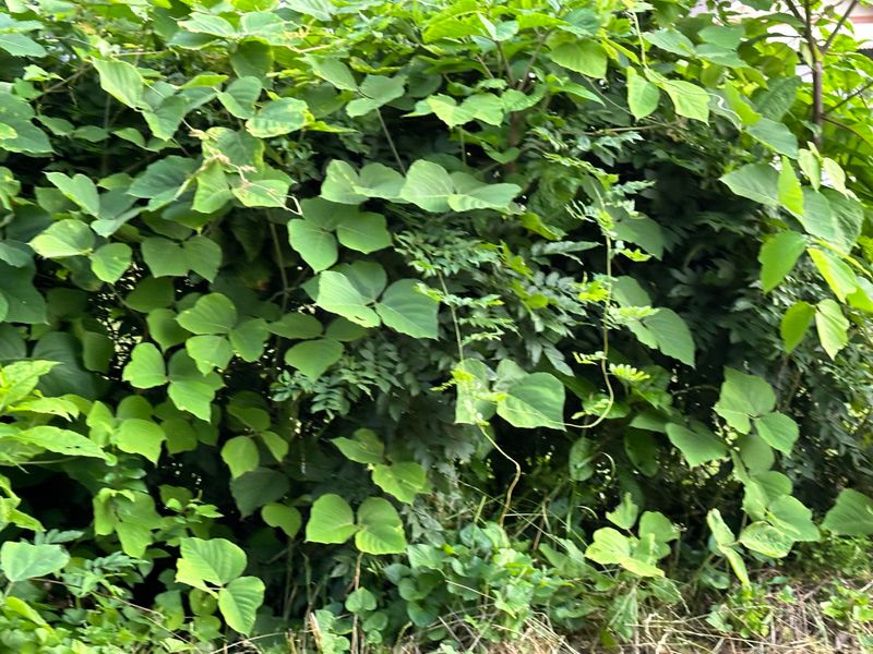 Invasive Vines Spread Faster Than You Expect