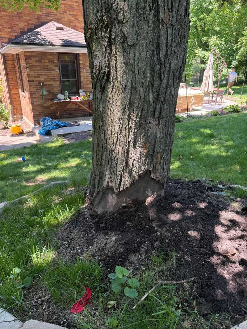 Investigate Declining Trees Before Treating Them Investigate Declining Trees Before Treating Them