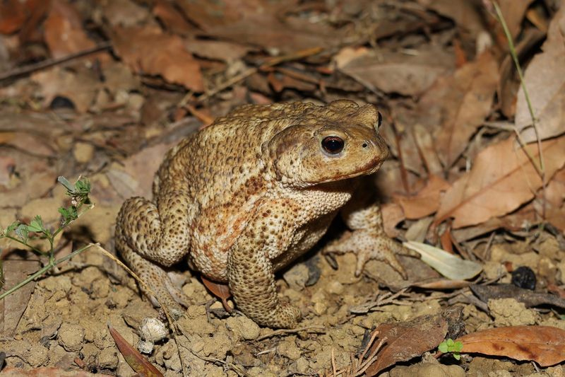 Invite Toads, Birds, And Ground Beetles To Help Invite Toads, Birds, And Ground Beetles To Help