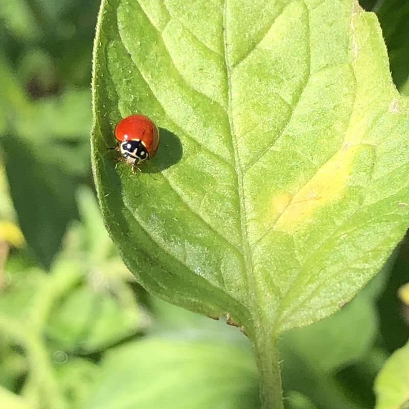 Inviting Helpful Bugs Into Your Arizona Garden Inviting Helpful Bugs Into Your Arizona Garden