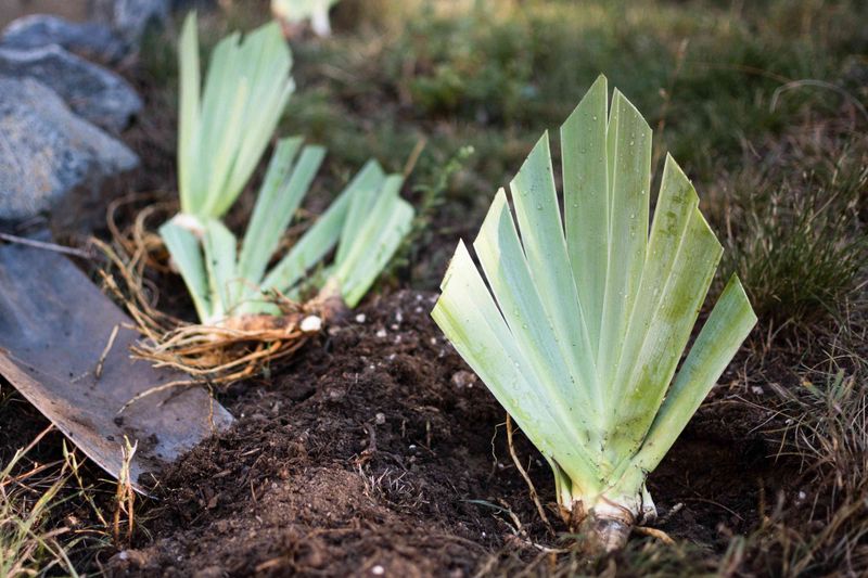 Iris Foliage Can Wait Until It Turns Brown