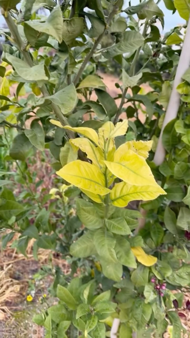 Iron Cannot Move Through Alkaline California Soil