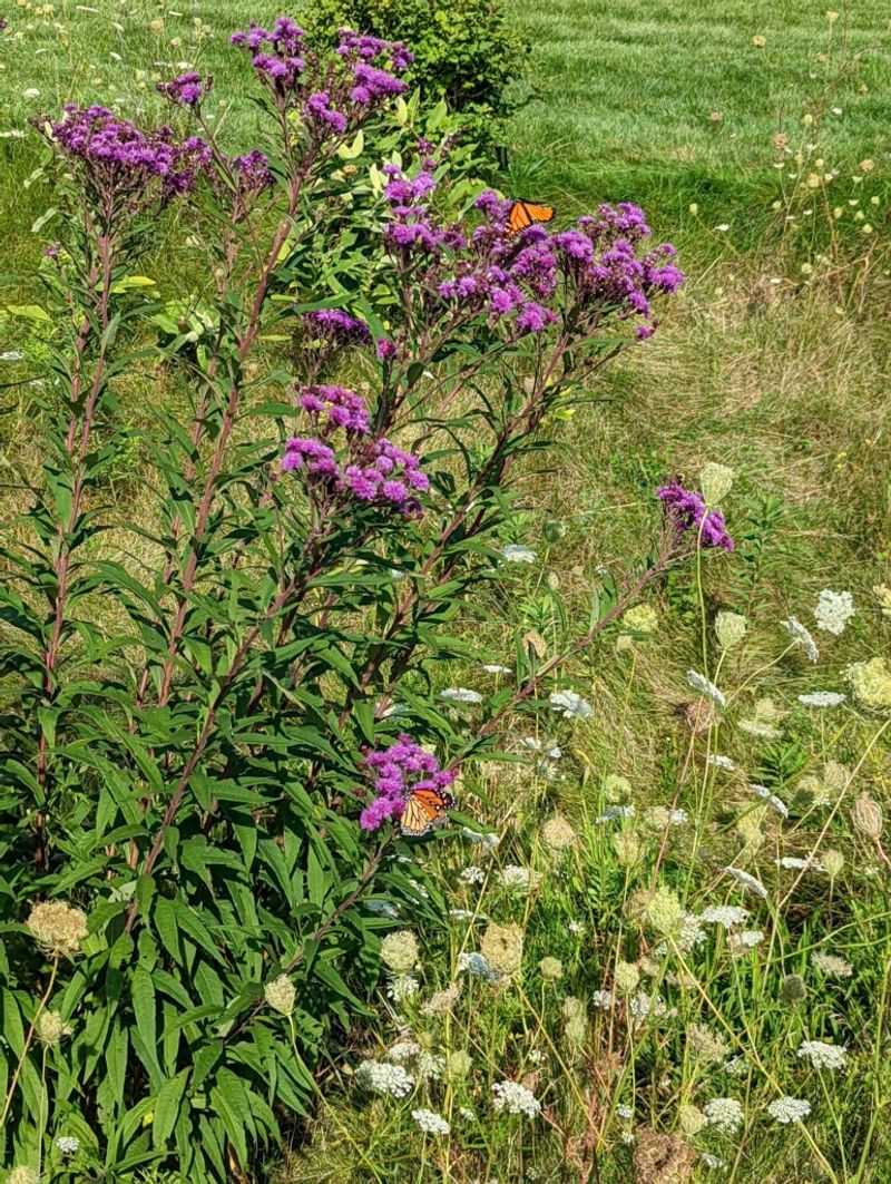 Ironweed Adds Tall Native Beauty To Open Spaces