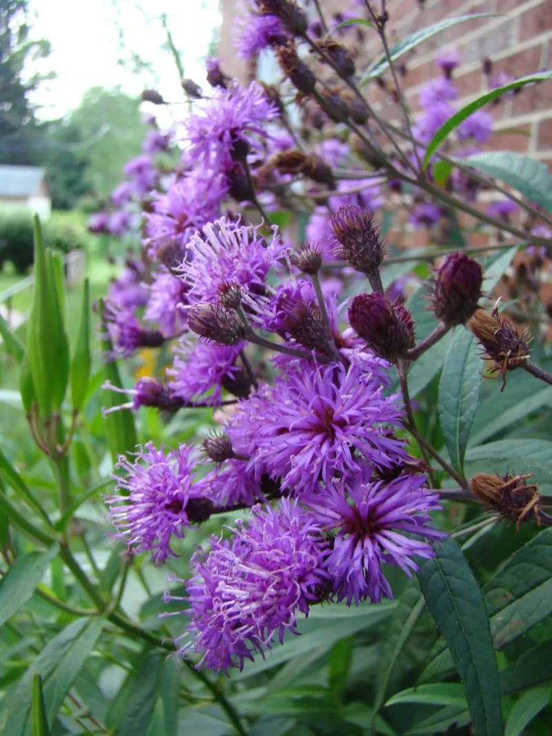 Ironweed Thrives Where Soil Stays Damp Ironweed Thrives Where Soil Stays Damp