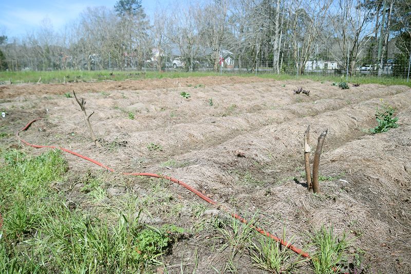 Irrigated Beds And Drip Lines Create Attractive Mound Sites